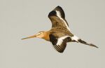 Limosa limosa (flying)-2.jpg