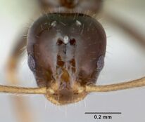 Monomorium talbotae casent0173041 head 1.jpg