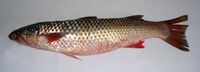 Mullet 2008 G1.jpg