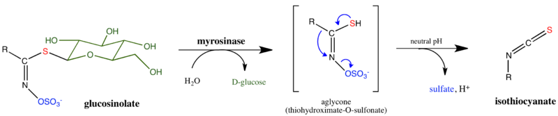 Myrosinase general mechanism.png