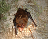Nyctalus lasiopterus01.png