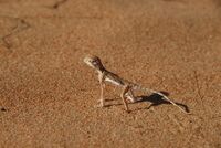 Phrynocephalus arabicus.jpg