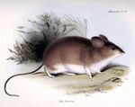 Phyllotis darwini.jpg