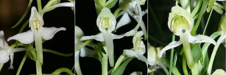 Platanthera bifoliia xhybrida chlorantha 110608.jpg