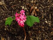 Rode ribes (Ribes sanguineum) 02.JPG