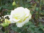 Rosa sp.91.jpg