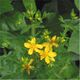 Sint-janskruid bloeiwijze (Hypericum perforatum).jpg