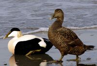 Somateria mollissima male female.jpg
