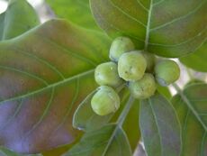 Starr 031108-0248 Vitex trifolia.jpg