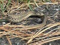 Thamnophis sirtalis 242298283.jpg