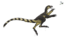 Venetoraptor gassenae.png