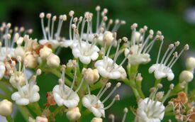 Viburnum opulus20090612 434.jpg