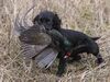 Working cocker spaniel.jpg