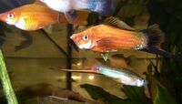 Xiphophorus helleri 01.jpg
