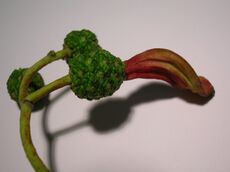 Young Taphrina alni.JPG