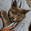 Кот с фильтром резкости.png
