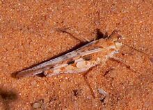 Acrotylus longipes female Mauritania.jpg