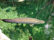 Arapaima (Arapaima gigas) 2.jpg