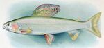 Arctic Grayling Thymallus arcticus arcticus.jpg