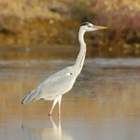 Ardea cinerea - Pak Thale.jpg