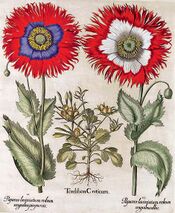 Basilius Besler080.jpg