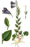 Campanula rhomboidalis Sturm58.jpg