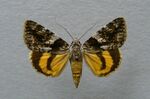 Catocala diversa.jpg