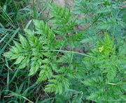 Chaerophyllum bulbosum3 W.jpg