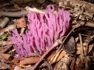 Clavaria zollingeri 57243