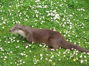 Fischotter Lutra lutra3.jpg