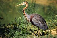 Garza imperial 17. J. FOTO-ARDEIDAS.jpg