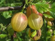 Gooseberries.JPG