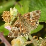 Hesperiidae - Carcharodus flocciferus-000.JPG