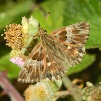 Hesperiidae - Carcharodus flocciferus-000.JPG