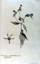 Hortus Cliffortianus-Sigesbeckia.jpg
