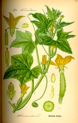 Illustration Cucumis sativus0.jpg