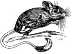 Jerboa (PSF).png
