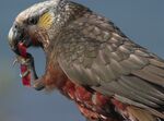 Kaka -Stewart Island-1c.jpg