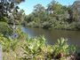 Oscar Scherer SP Finley Trail South Creek01.jpg