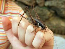Pholidoptera fallax f.JPG