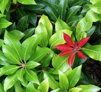 Pieris japonica (Mountain Fire)-2.jpg