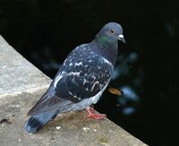 Pigeon 2007-1.jpg