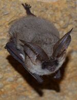 Plecotus austriacus (cropped).jpg