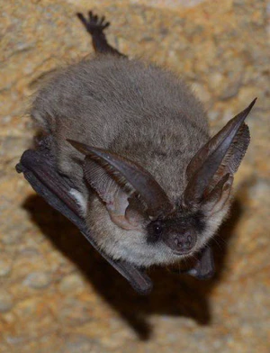 Plecotus austriacus (cropped).jpg