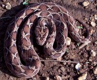 Saw Scaled Viper Echis carinatus.jpg