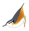 SittaVictoriae.svg