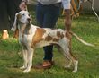 Spanish Hound male.jpg