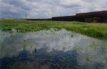 Standing Water on Aveley Marshes SSSI, firing range butts nearby - geograph.org.uk - 276462.jpg