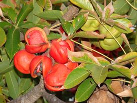 Starr 080305-3292 Sterculia foetida.jpg