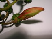 Taphrina alni languet.JPG